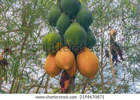 The papaya tree has ripe and unripe fruit on it. Royalty-Free Stock Photo #2194670871
