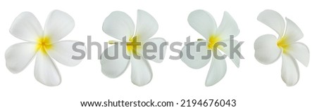 White frangipani flower isolated on white background