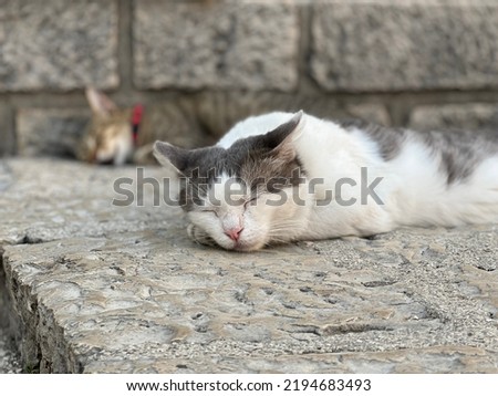 Cats sleeping in the sun in central village croatia