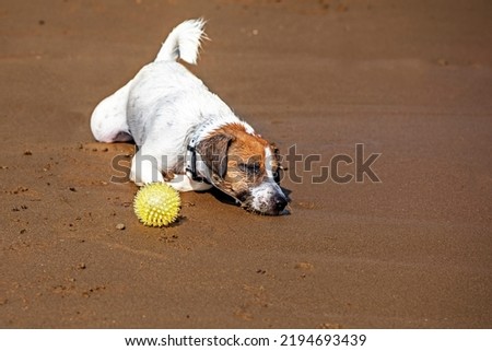 wet jack russell terrier sleeping on golden sand with yellow ball, family vacation.