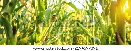 A selective focus picture of corn cob in organic corn field