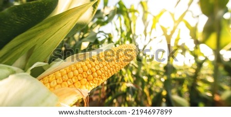 A selective focus picture of corn cob in organic corn field