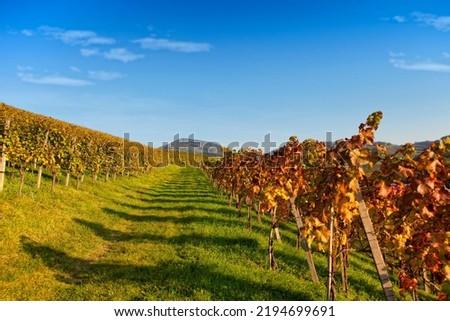 Grass road through colorful vineyard in autumn. Clear blue sky, vivd sunny afternoon scenery. Royalty-Free Stock Photo #2194699691