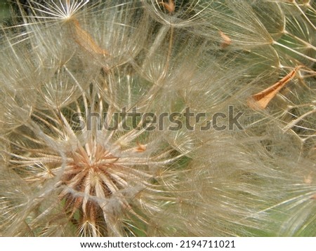 Tragopogon dubius (yellow salsify) flower. Seeds of yellow salsify flower, closeup Royalty-Free Stock Photo #2194711021