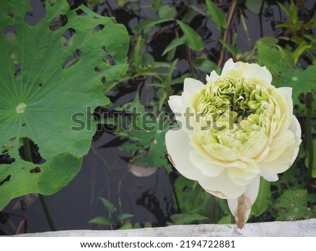 Beautiful close up white lotus flower  