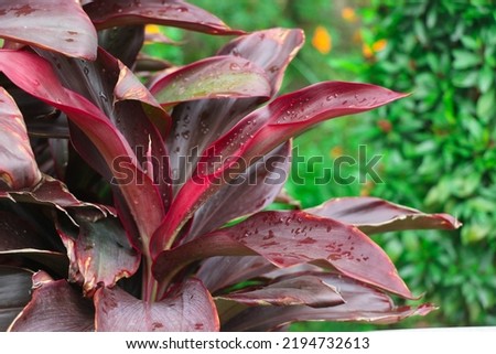 Broadleaf palm-lily in the Garden Royalty-Free Stock Photo #2194732613
