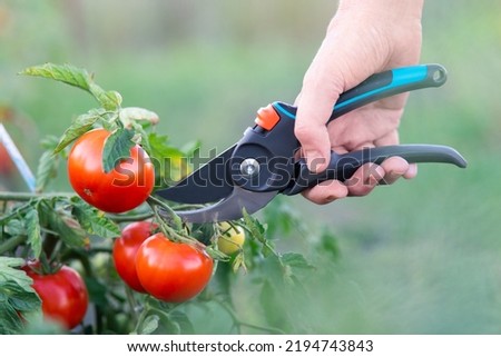 Close-up pruner in hand. Cuts ripe red tomatoes. Cutting tomatoes. Using a garden tool. Copy space Royalty-Free Stock Photo #2194743843