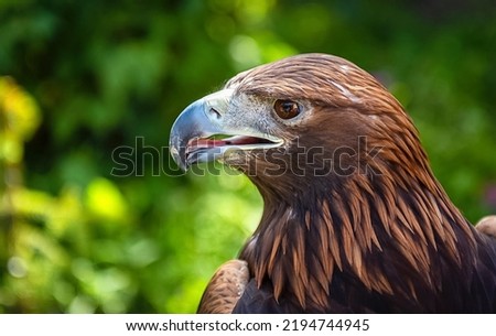 this picture is shoot from my istanbul safari trip. this is a arab eagle with wide feathers. i captured this beautifu picture a few days ago.