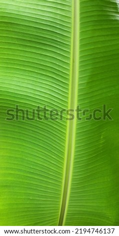 The background of the light green banana leaves is lit by sunlight, the stripes and stalks of the banana plant are clearly visible. Texture background of fresh green leaves. Banana leaves are commonly