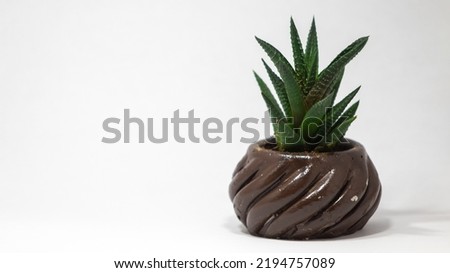 The succulent cactus in stone pot isolated white background