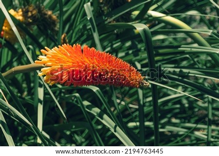 Red flowers on a blurry background of green foliage. Red Kniphofia flower in the garden. Kniphofia (lat. Kniphofia) is a perennial herbaceous beautifully flowering garden plant. Selective focus.