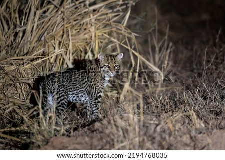A wild cat, an Ocelot, stands besides the dirt road going through Parque Nacional Defensores del Chaco in Alto Chaco, Paraguay Royalty-Free Stock Photo #2194768035