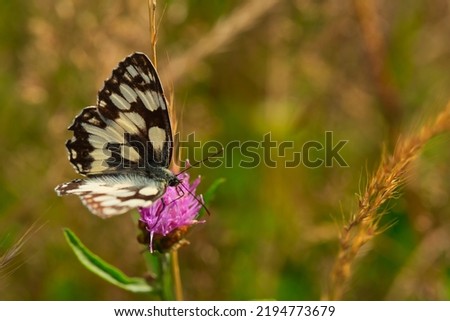 brownish white spotted butterfly on a pink flower,