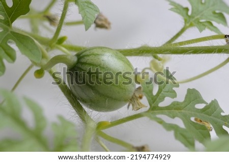 Watermelon growing close up on white background