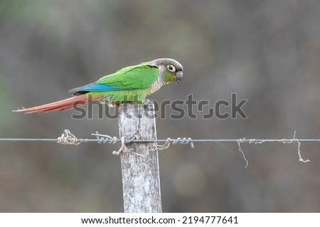 A Green-cheeked Parakeet is sitting on a wooden pool with a dark background near Agua Dulce, Chaco region, Paraguay Royalty-Free Stock Photo #2194777641