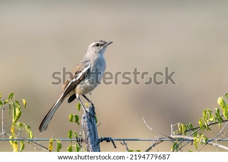 A White-banded Mockingbird is sitting on a small wooden pole looking to the right near Filadelfia, Chaco region, Paraguay
