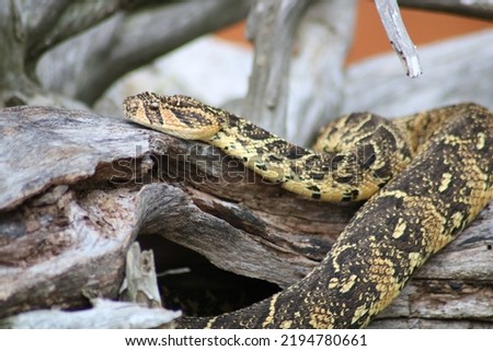 Close-up Picture of a South African snake