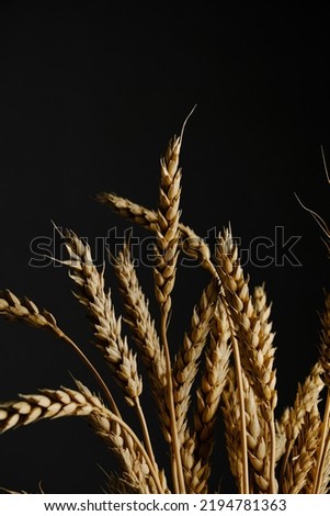 Ears ripe wheat black background