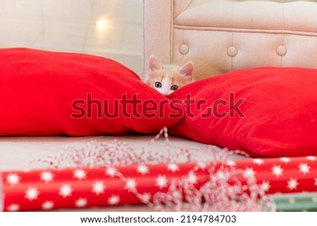 cute ginger fluffy briton kitten plays with christmas red decorations. High quality photo