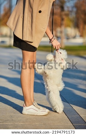 A white poodle puppy and human legs, a high-class thoroughbred dog. Pets for family and home for a walk. Royalty-Free Stock Photo #2194791173
