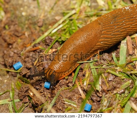 Large brown Spanish snail (arion vulgaris) on grass, close-up. Invasive animal species. A slug eats poisoned bait. Slug bait poisoning. Royalty-Free Stock Photo #2194797367