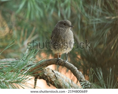 Black redstart. Phoenicurus ochruros. Black redstart siting on  a pine tree. Wildlife photography. Cute fluffy bird.