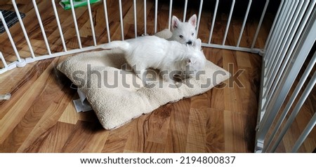 Two west highland terrier puppies playing on a large pillow in a pen area. Royalty-Free Stock Photo #2194800837