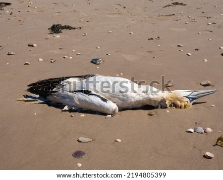 Stunning number of dead northern gannets on the beaches of the north sea, Jutland, Denmark. Likely victims of Avian (avian flu, bird flu) Royalty-Free Stock Photo #2194805399