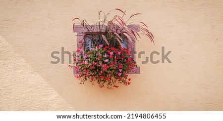 Geranium red flowers on small window, Germany. Hanging geranium blooms. Ivy geranium blossoms.  Pelargonium peltatum flowers.  Growing Hanging Geranium on hause wall. Banner