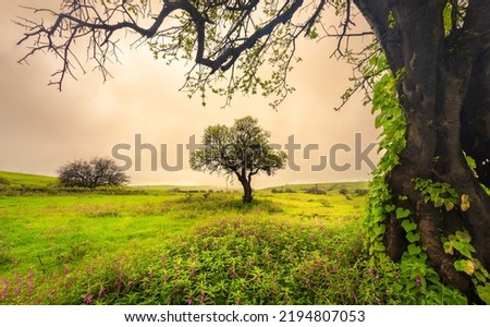 Branches touch a trees, Oman - Salalah Royalty-Free Stock Photo #2194807053