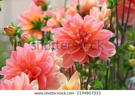 Dahlia 'Mister Frans'  in flower.  Royalty-Free Stock Photo #2194807333