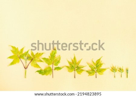 Fresh green leaves lie on a beige monochromatic background. Ecological natural concept. Minimal fall composition with copy space.