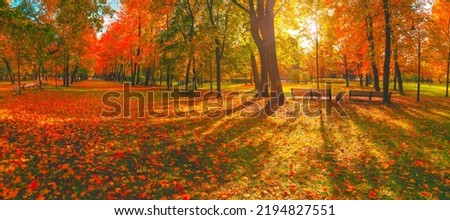 Autumn forest landscape. Gold color tree, red orange foliage in fall park. Nature change scene. Yellow wood in scenic scenery. Sun in blue sky. Panorama of a sunny day, wide banner, panoramic view
