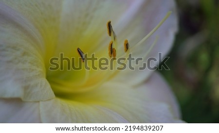 Daylily hybrid cultivar (Hemerocallis genus), white color. Botanic garden, summer season