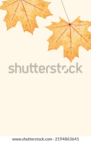 Close up autumn red yellow maple leaves with natural texture on beige background, copy space. Natural fallen autumn leaf as minimal backdrop. Beautiful seasonal fall leaves, autumnal herbarium