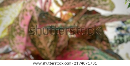 defocused abstrack background of decorative plants