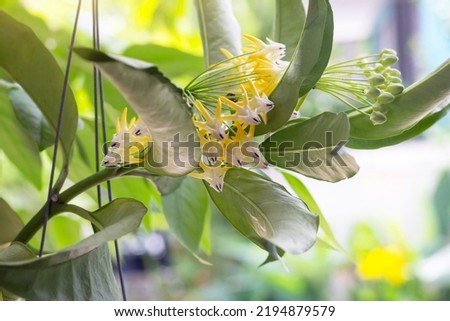 Hoya Multiflora Blume or Rocket Hoya flower bloom with sunlight in the garden. Royalty-Free Stock Photo #2194879579