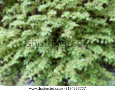 blurred background plants growing on the wall in rainy season