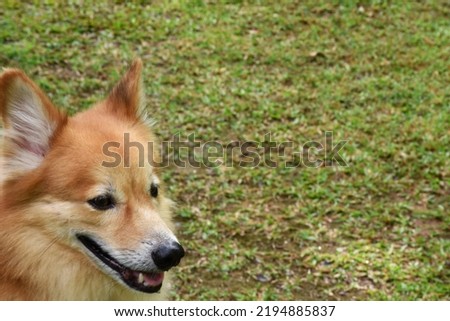 Close up picture of funny happy mixed breed attentive brown dog with open mouth with white teeth, looking up, ear flying, blurry grass background, sunny summer day negative space text 