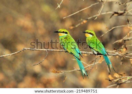 Swallow tailed Bee-Eater - African Wild Bird Background - Gorgeous Green and Colorful Nature