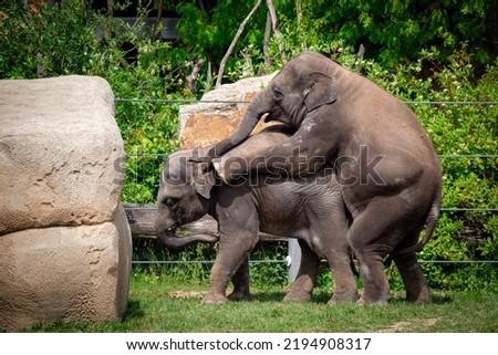 Elephant in the nature habitat