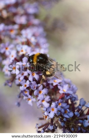 Macro Picture Of A Bumblebee On A Flower