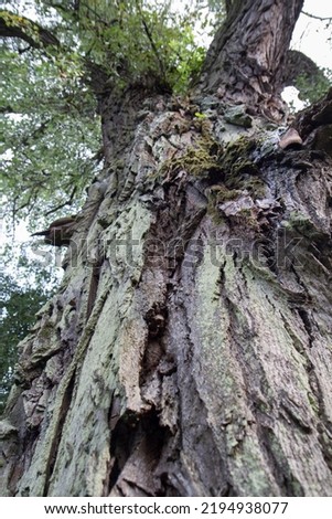 Tree seen upwards , bark visible