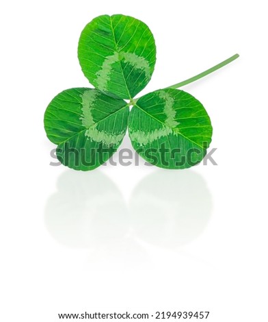 Green clover leaf on a light background. Close-up, isolate. St. Patrick's Day. Added shadow and reflection. Copy space