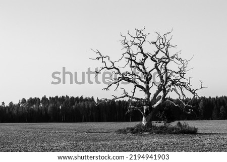 Black and white photography of a lonely dead oak in the middle of a rural field. Latvian landscapes.