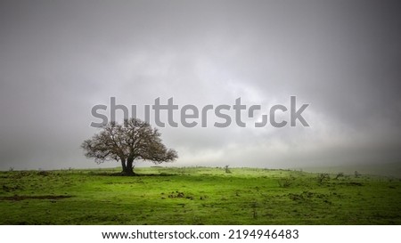 Lonely green tree in the field Royalty-Free Stock Photo #2194946483