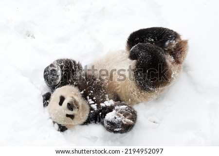 Giant panda Panda in the snow
