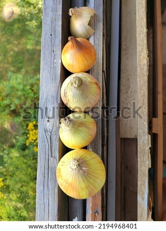 Onions on top of each other for sale at a vegetable store