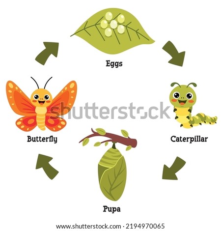 The Life Cycle Of Butterfly