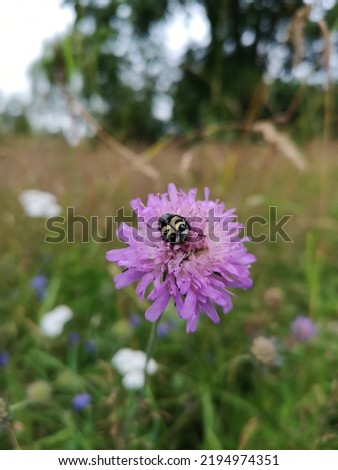 picture of a bug on a beautiful purple flower
